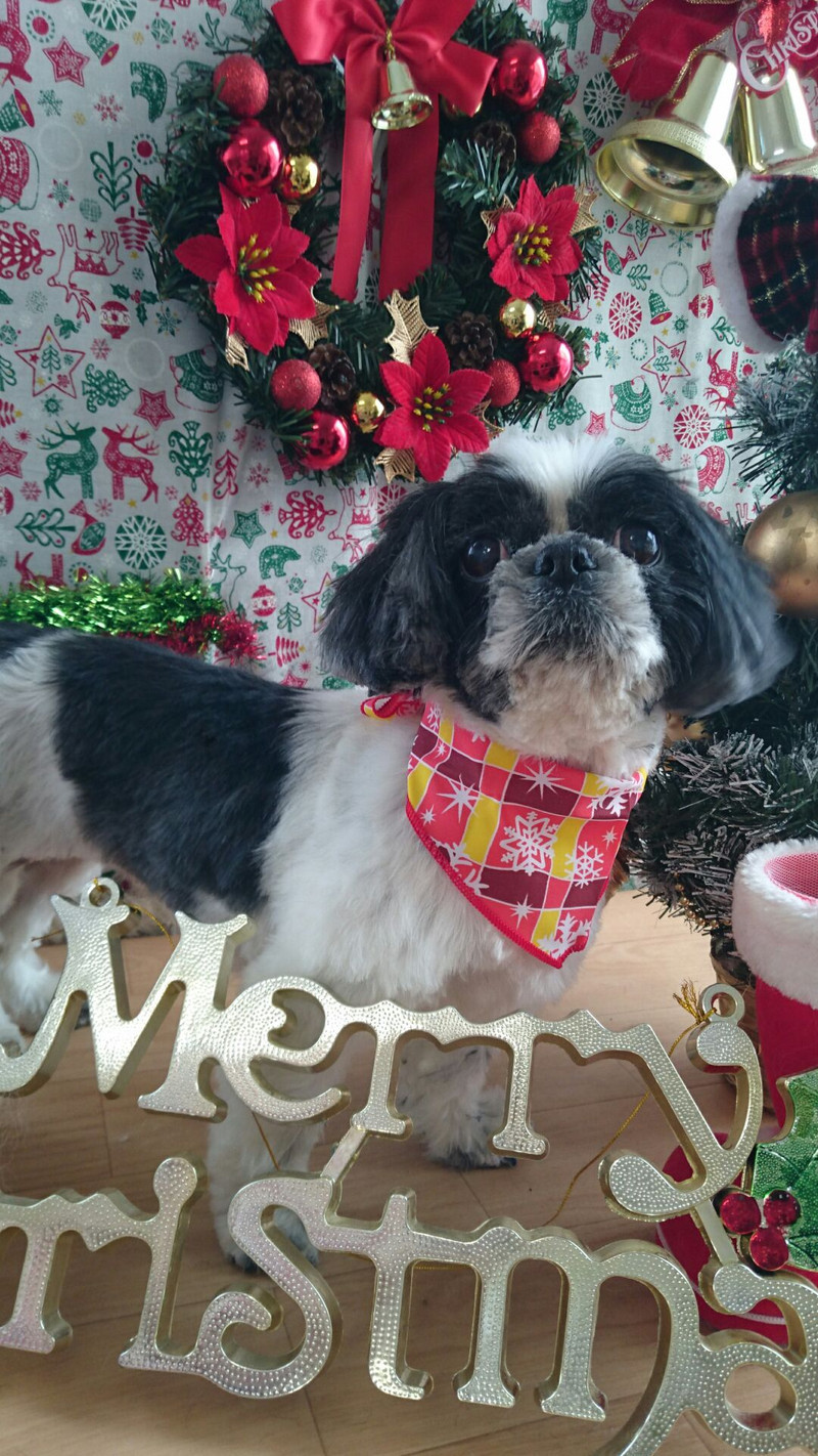 シーズーの小梅ちゃん トリミングコース