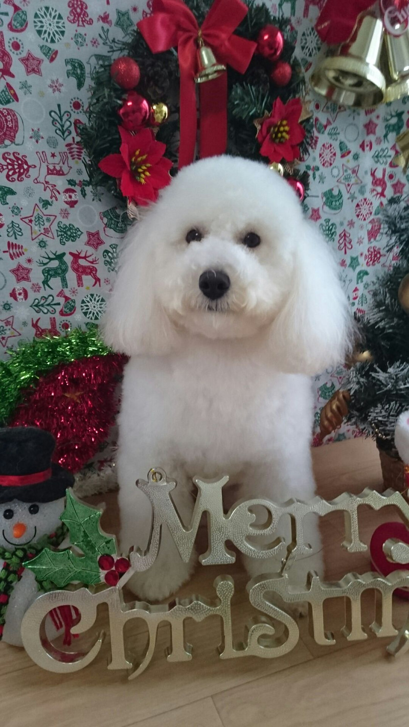 プードルの詩乃ちゃん シャンプーコース