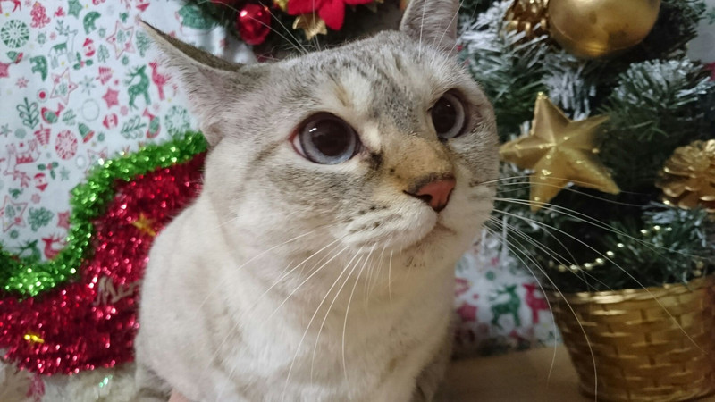 猫のリリィちゃん&ココちゃん