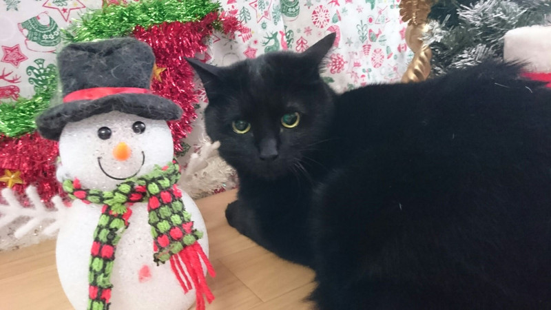 猫のレオンちゃん&シオンちゃん&カノンちゃん お爪切り