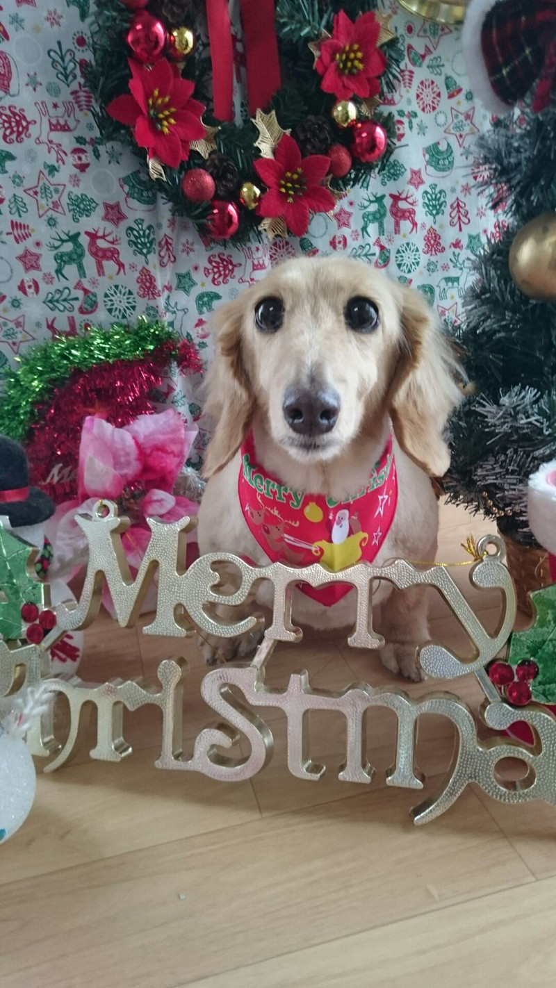 ダックスのクルミちゃん&ミルクちゃん トリミングコース