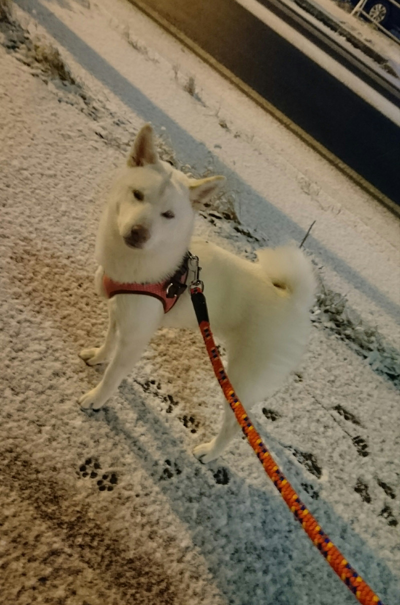 柴犬のわたあめちゃん お泊まりの様子