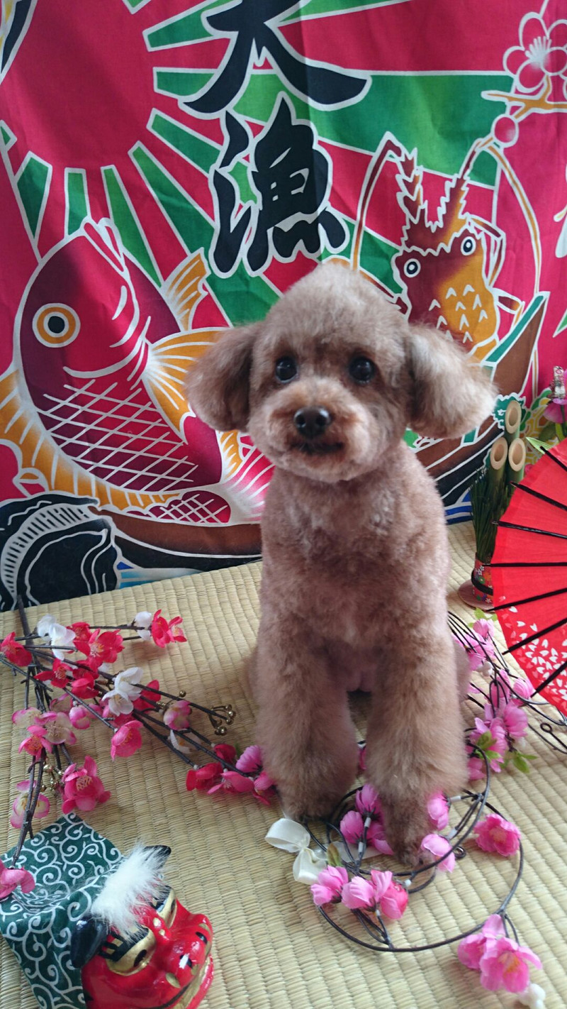 プードルのティアレちゃん トリミングコース