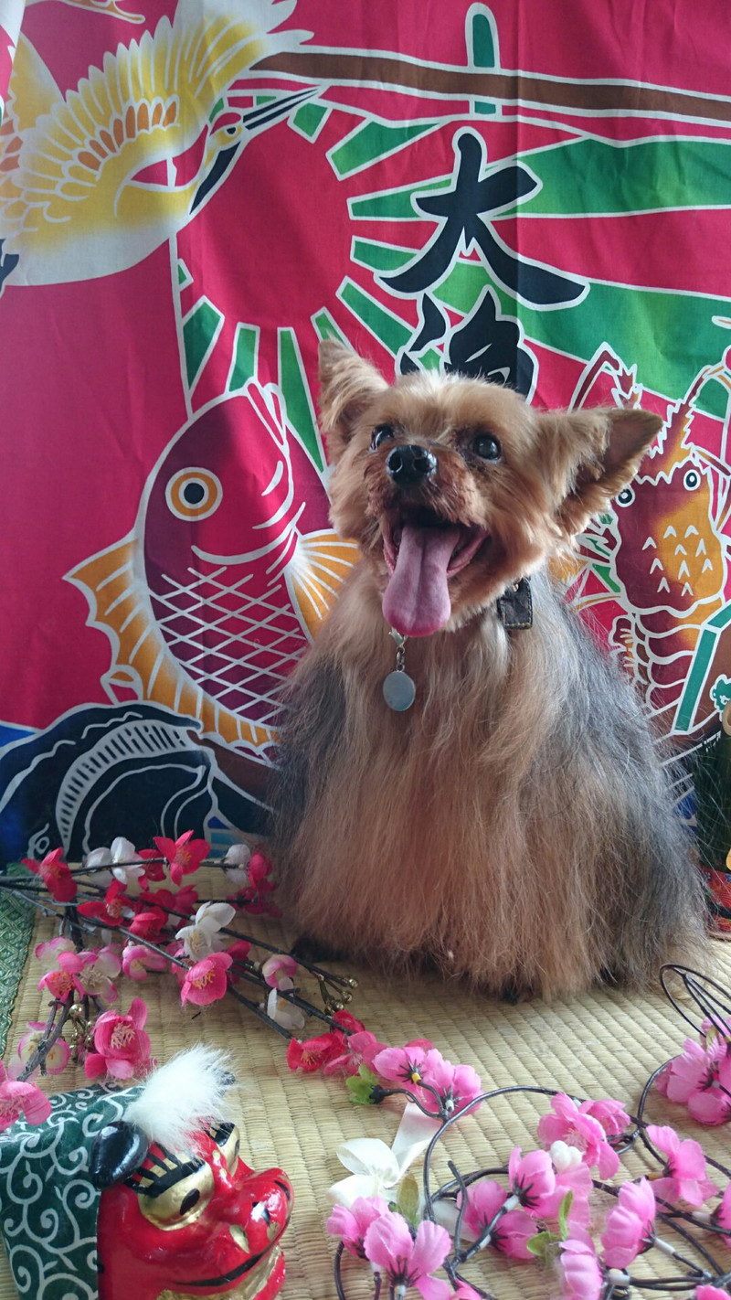 ヨーキーのミックン&ナナちゃん トリミングコース