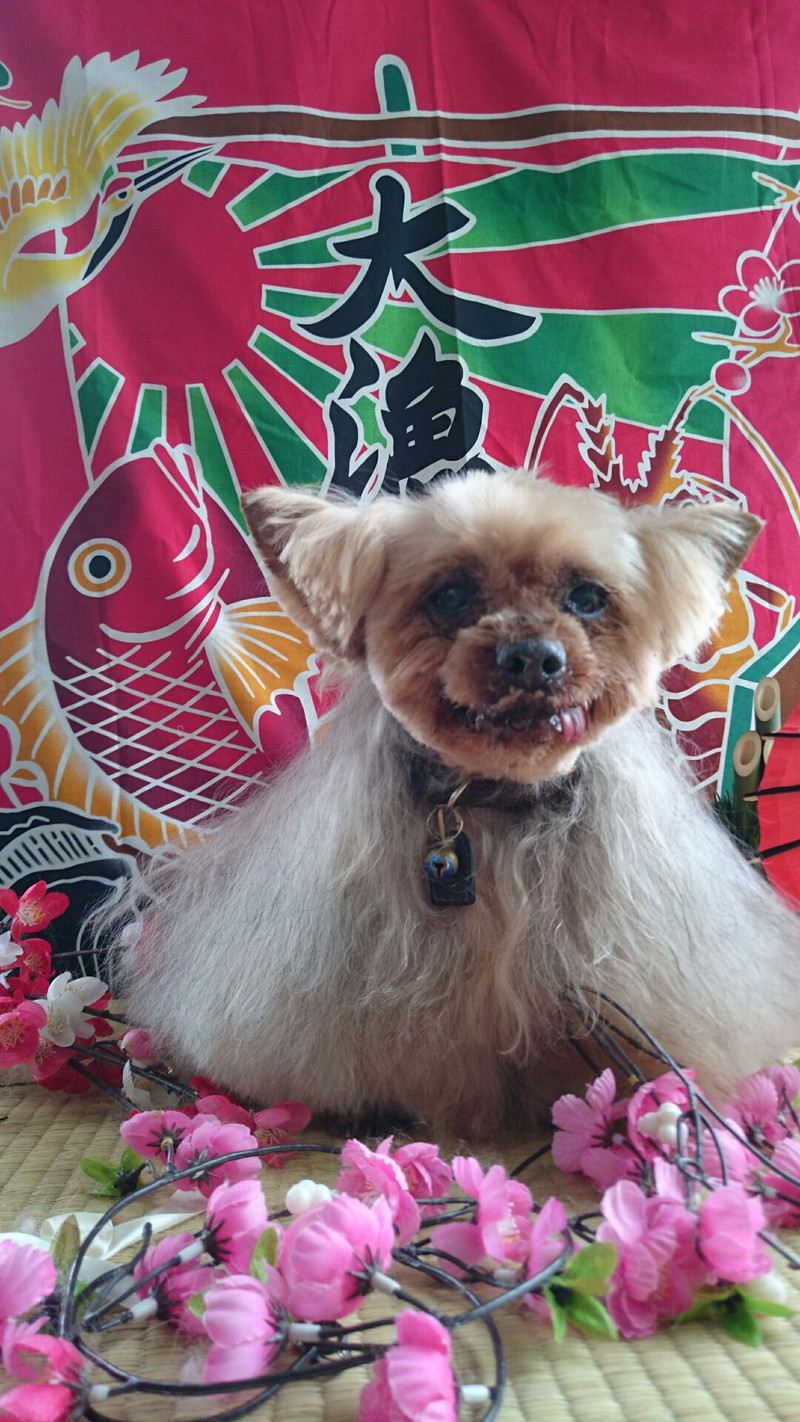 ヨーキーのミックン&ナナちゃん トリミングコース