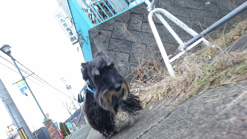 スコッチのリクちゃん お泊まりの様子