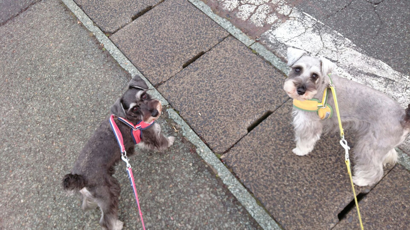 シュナウザーのジャッキーちゃん&チャチャちゃん お泊まりの様子