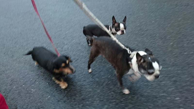 ボストンのチェリーちゃん&ジョナサン&ちゃぺるちゃん お泊まりの様子