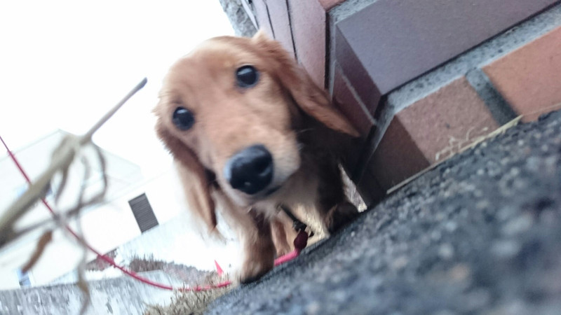 ダックスのロンちゃん&トラちゃん お泊まりの様子