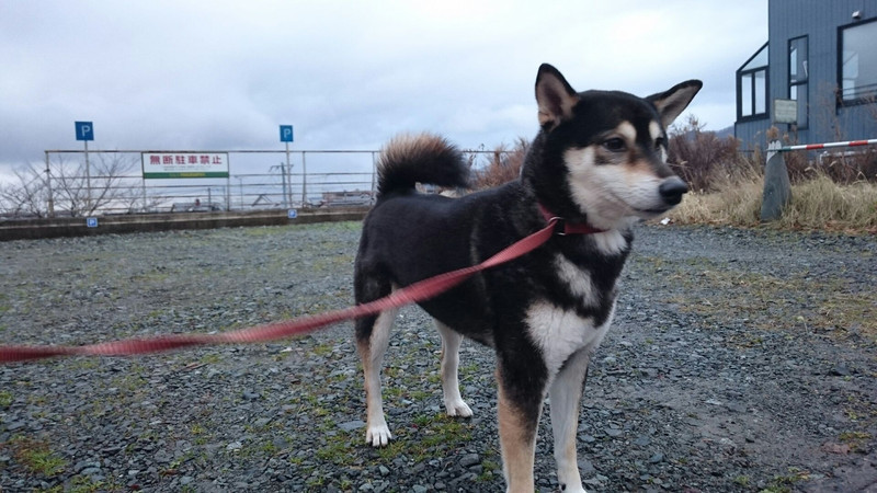 柴のあずきちゃん お泊まりの様子