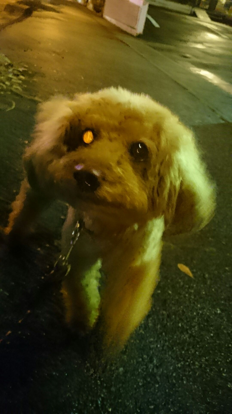 プードルのメイプルちゃん お泊まりの様子