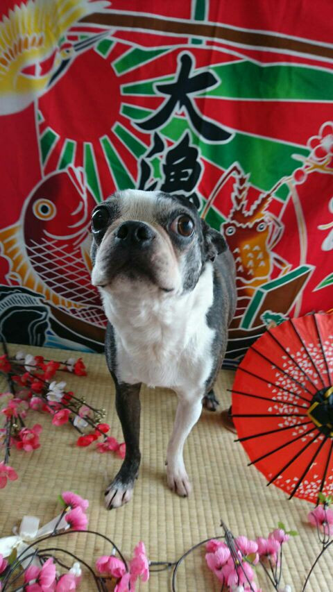 ボストンのチェリーちゃん&ジョナサン&ちゃぺるちゃん グルーミングコース&トリミングコース