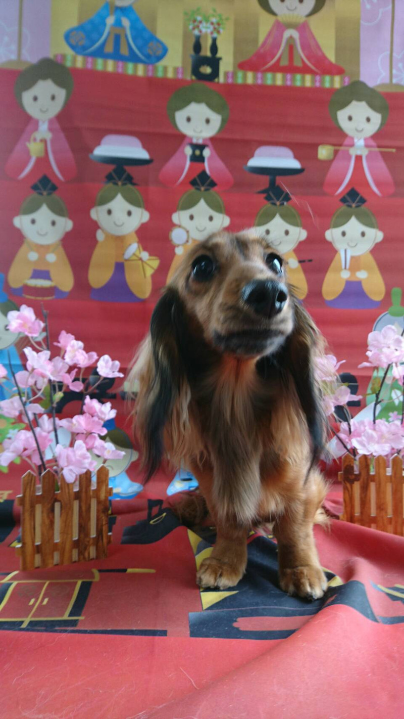 ダックスのきなこちゃん&ここあちゃん お爪切り 足裏のカット 足回りのカット 肛門腺絞り