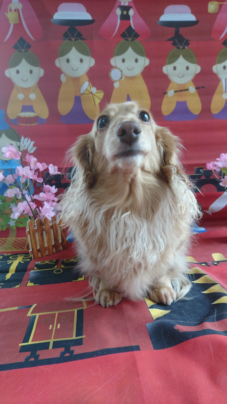 ダックスのきなこちゃん&ここあちゃん お爪切り 足裏のカット 足回りのカット 肛門腺絞り