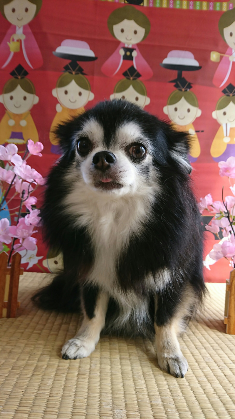 チワワの黒ごまちゃん グルーミングコース デンタル