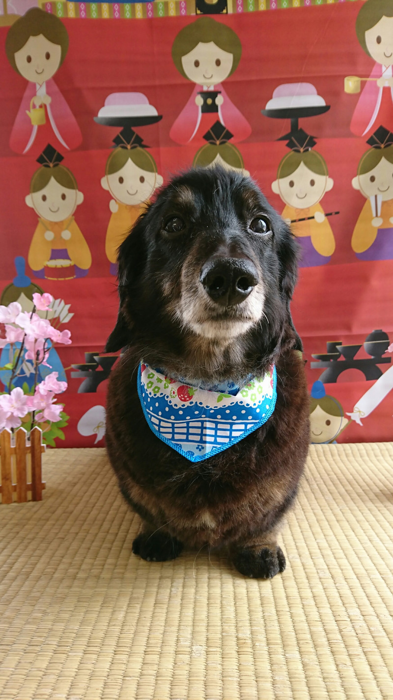 ダックスのショコラちゃん グルーミングコース