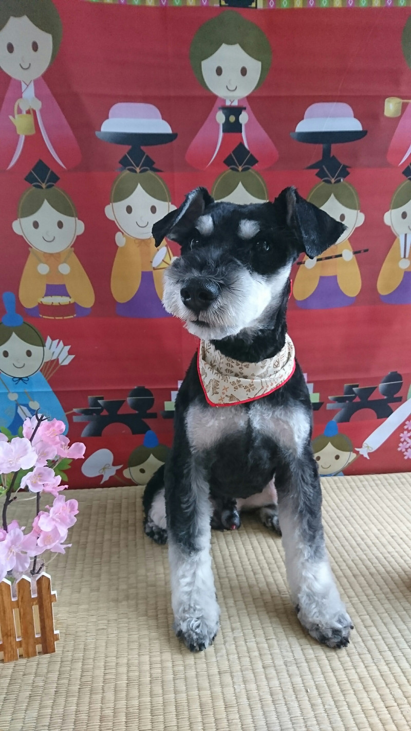 シュナウザーのけんぞうちゃん トリミングコース