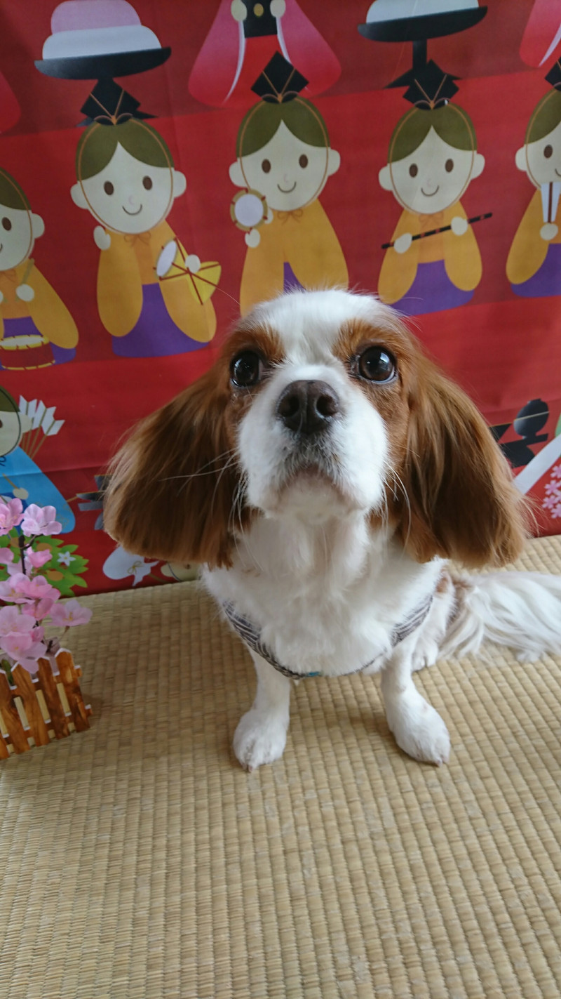 キャバリアのココちゃん トリミングコース