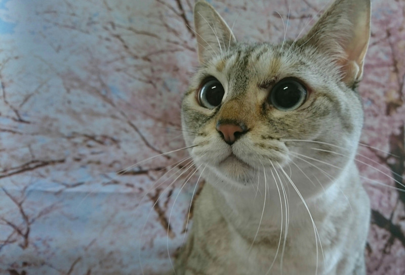 猫のリリィちゃん&ココちゃん お爪切り