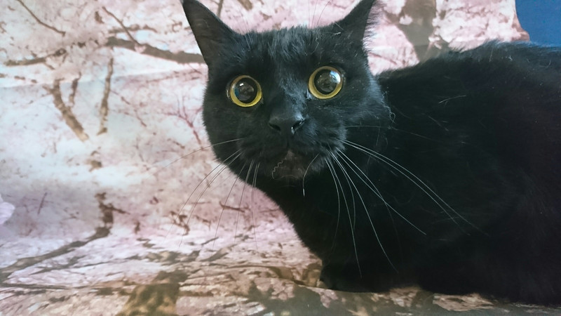 猫のリリィちゃん&ココちゃん お爪切り