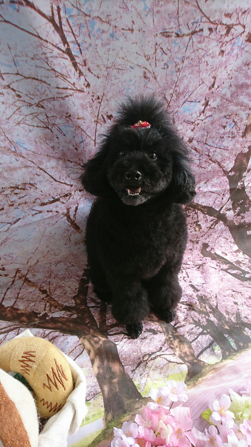 プードルのクールちゃん シャンプーコース