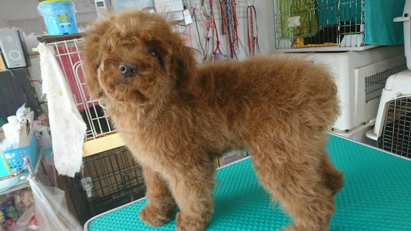 プードルのベルちゃん トリミングコース