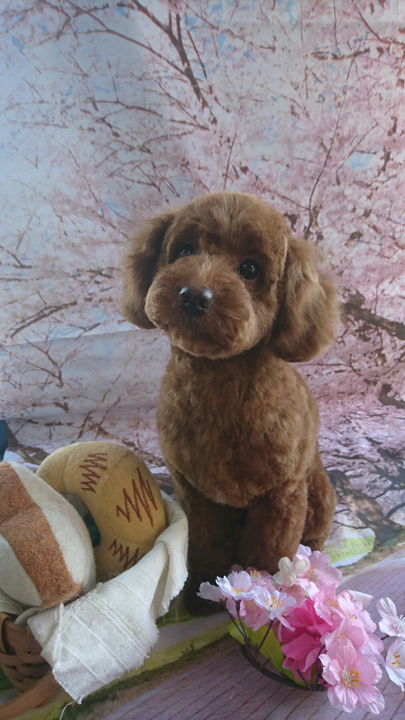 プードルのベルちゃん トリミングコース