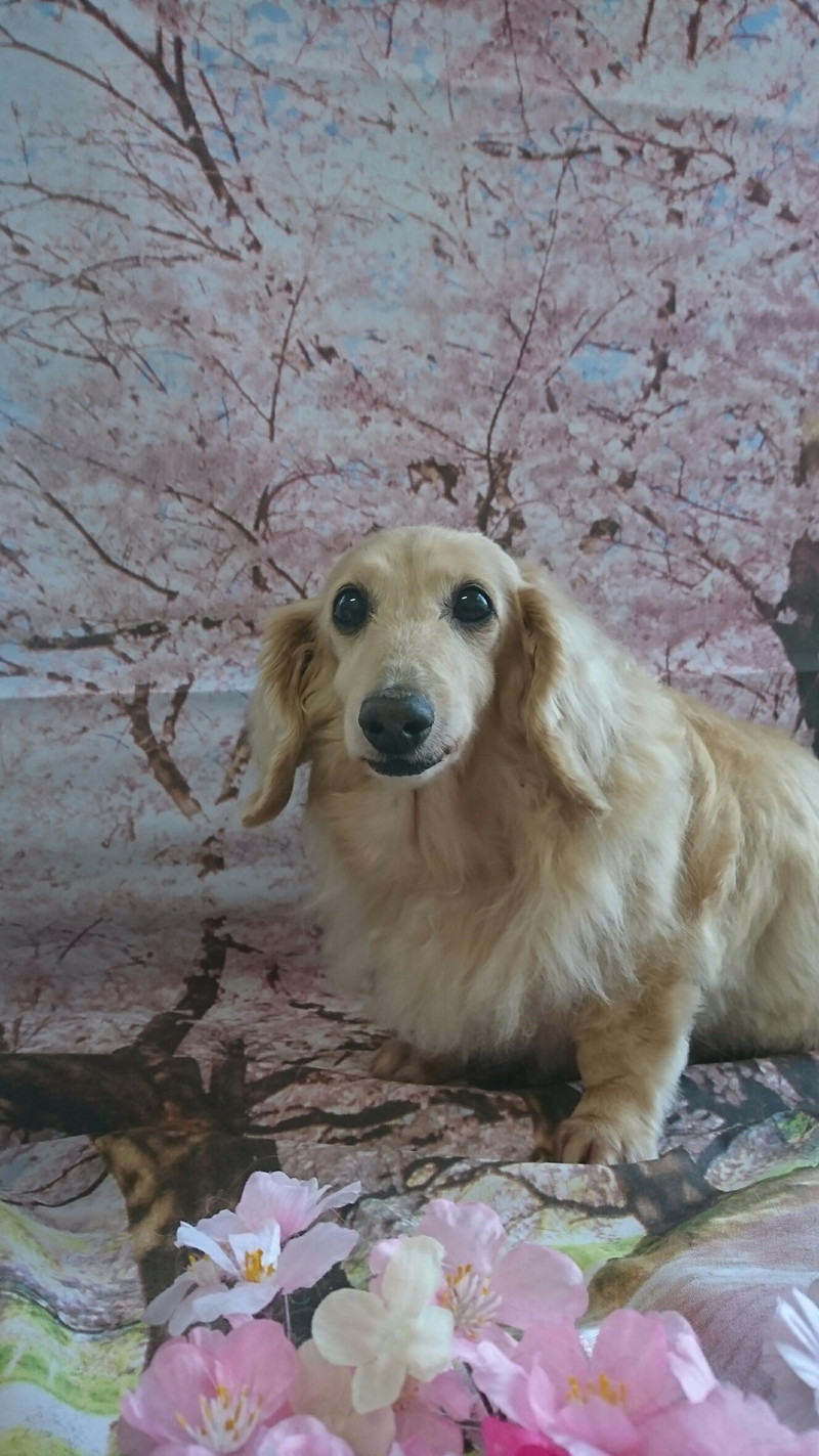 ダックスのミルちゃん&クゥちゃん トリミングコース