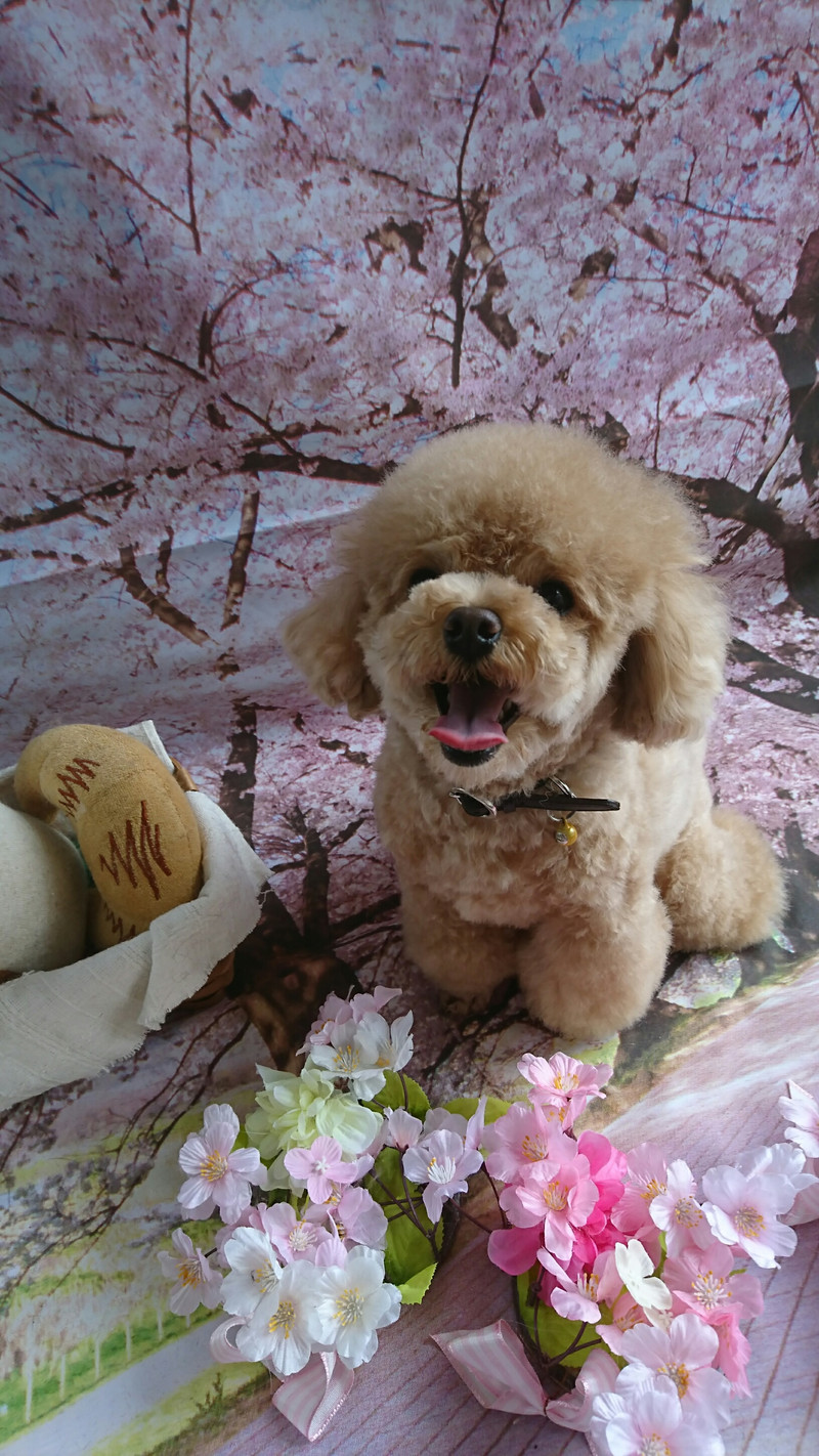 プードルの岳ちゃん シャンプーコース お爪切り 足裏カット