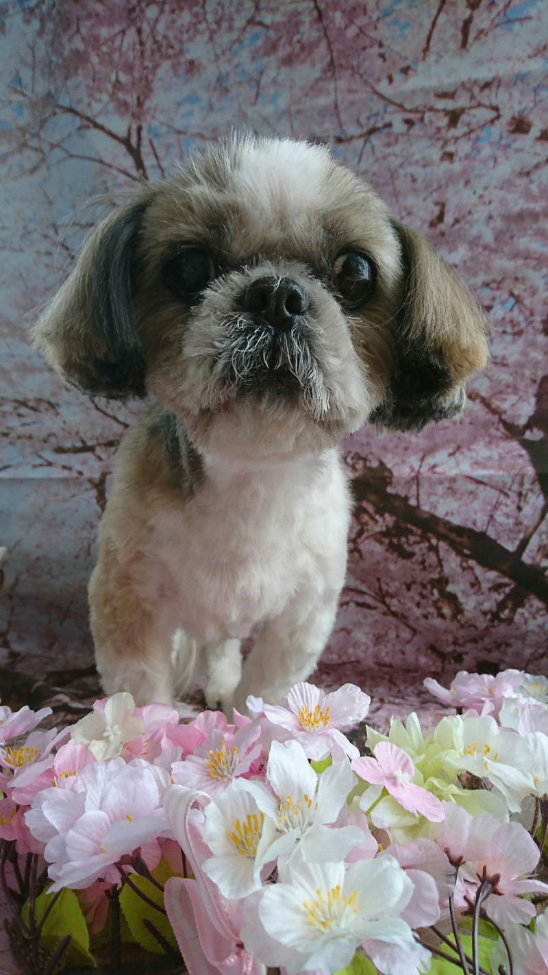 シーズーのモップちゃん トリミングコース