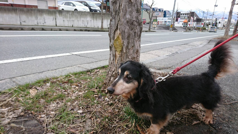 ダックスのロンちゃん&トラちゃん お泊まりの様子
