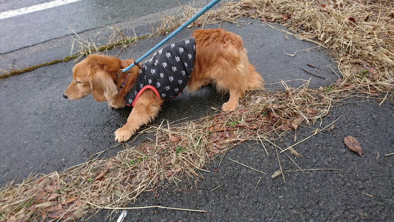 ダックスのロンちゃん&トラちゃん お泊まりの様子