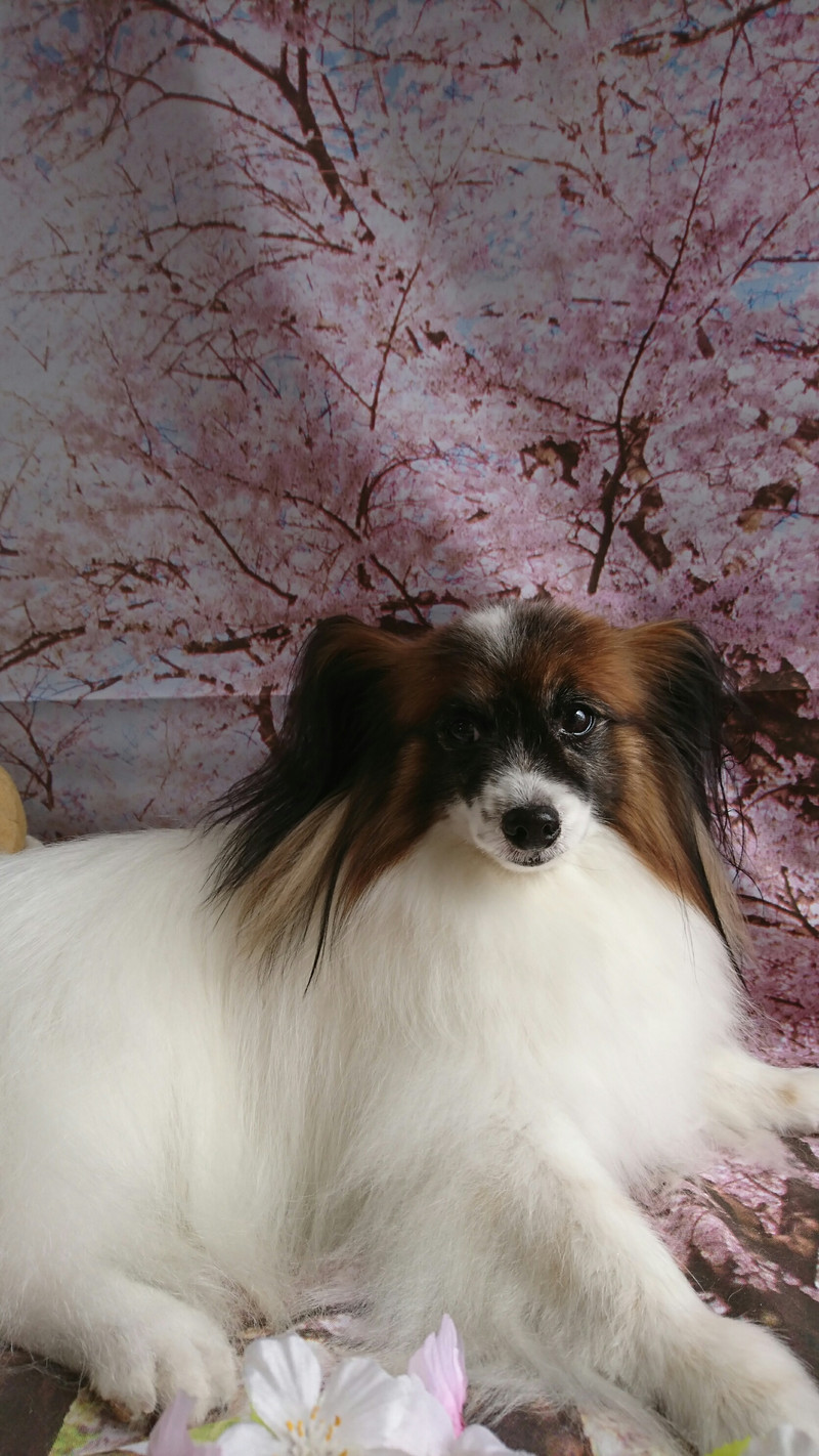 パピヨンのクリスちゃん グルーミングコース