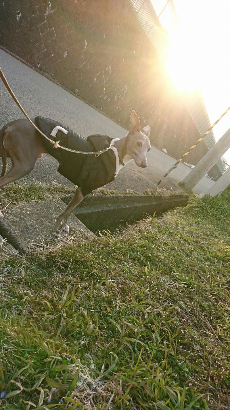 イタグレのハッピーちゃん お泊まりの様子