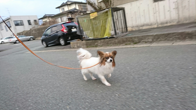 パピヨンのハルちゃん お泊まりの様子