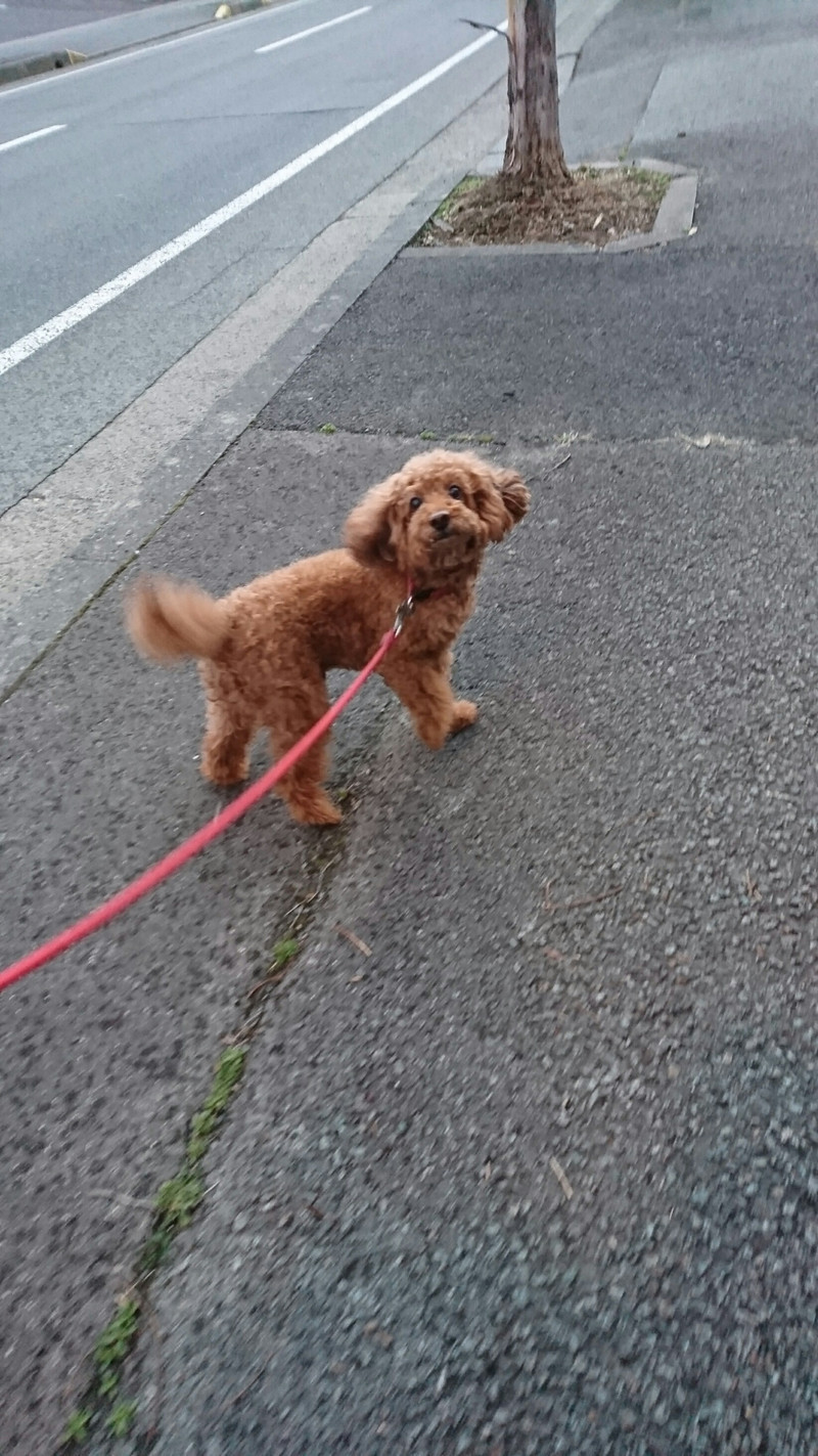 プードルのメイプルちゃん お泊まりの様子