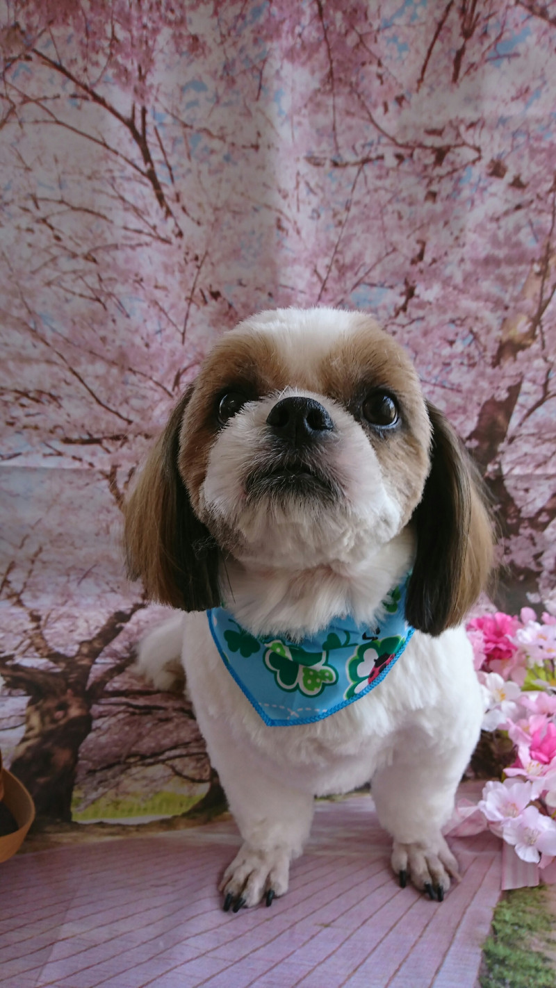 シーズーの空太ちゃん トリミングコース