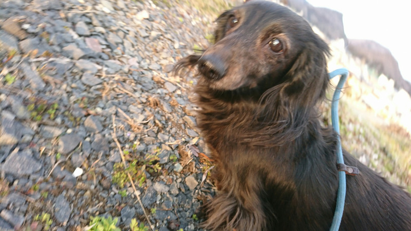 ダックスのウランちゃん 一時お預かり