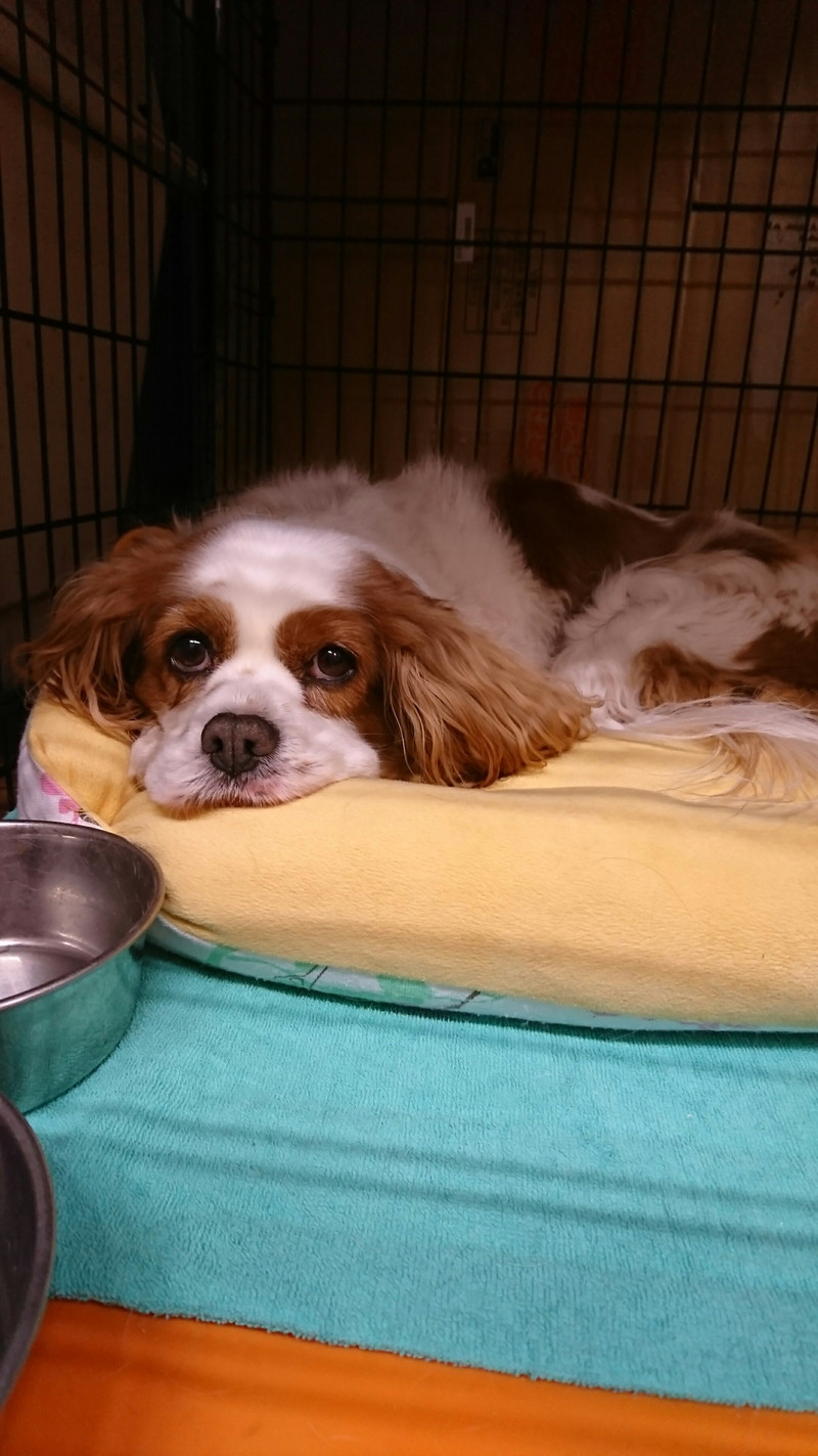 キャバリアのフレッドちゃん お泊まりの様子