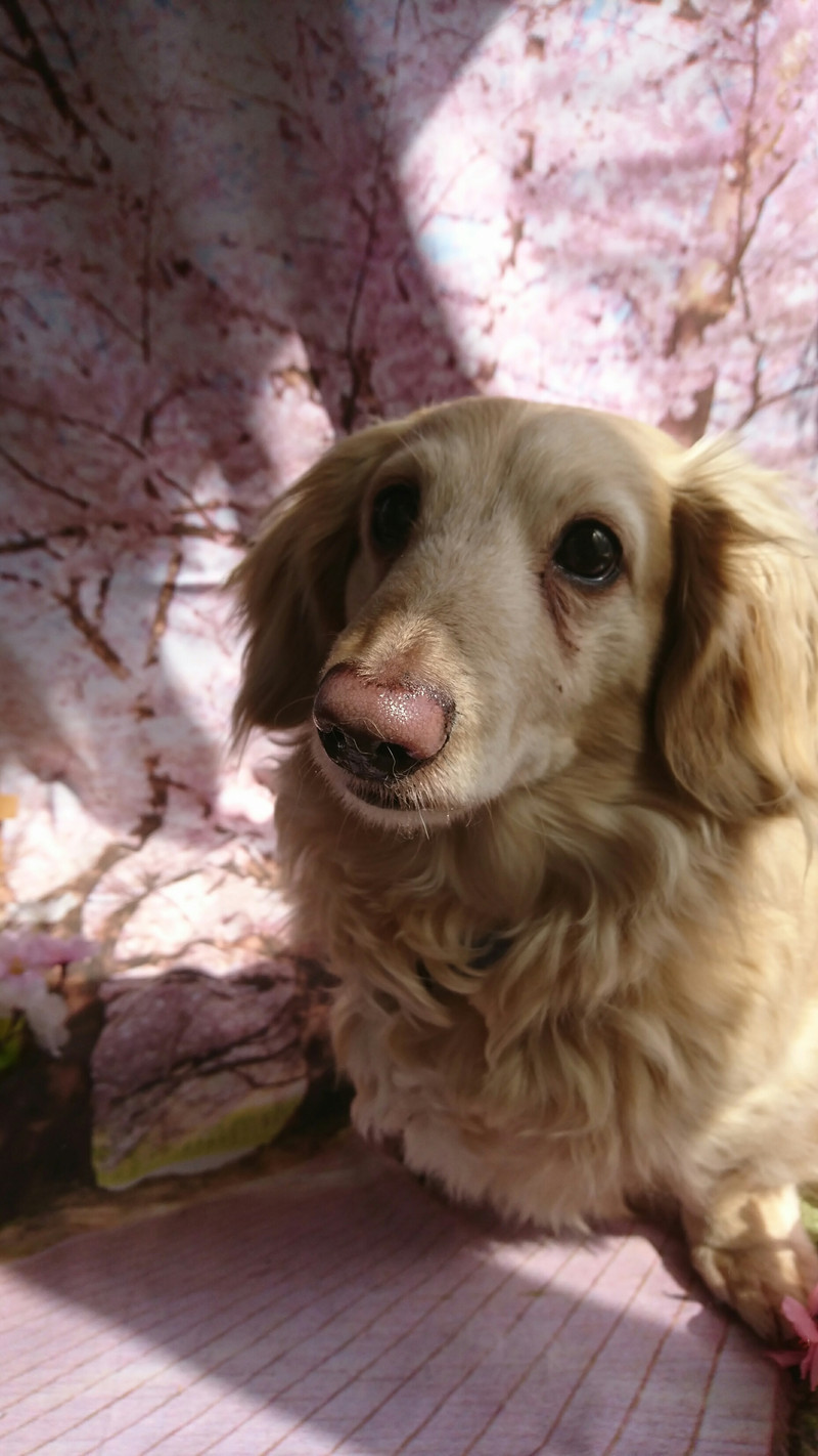 ダックスのチョコちゃん お爪切り 足の裏カット 足の周りカット 肛門腺絞り