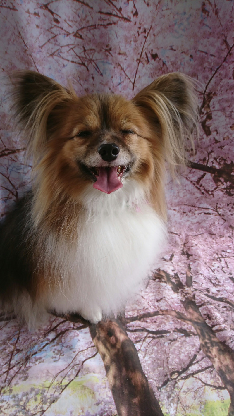 パピヨンのパピ助ちゃん グルーミングコース