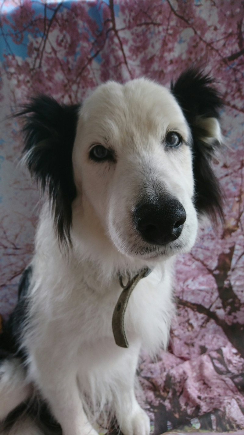 ボーダーのオスカーちゃん グルーミングコース