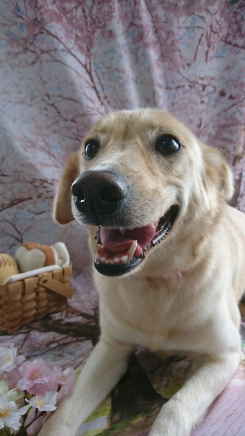 mixのまるちゃん グルーミングコース