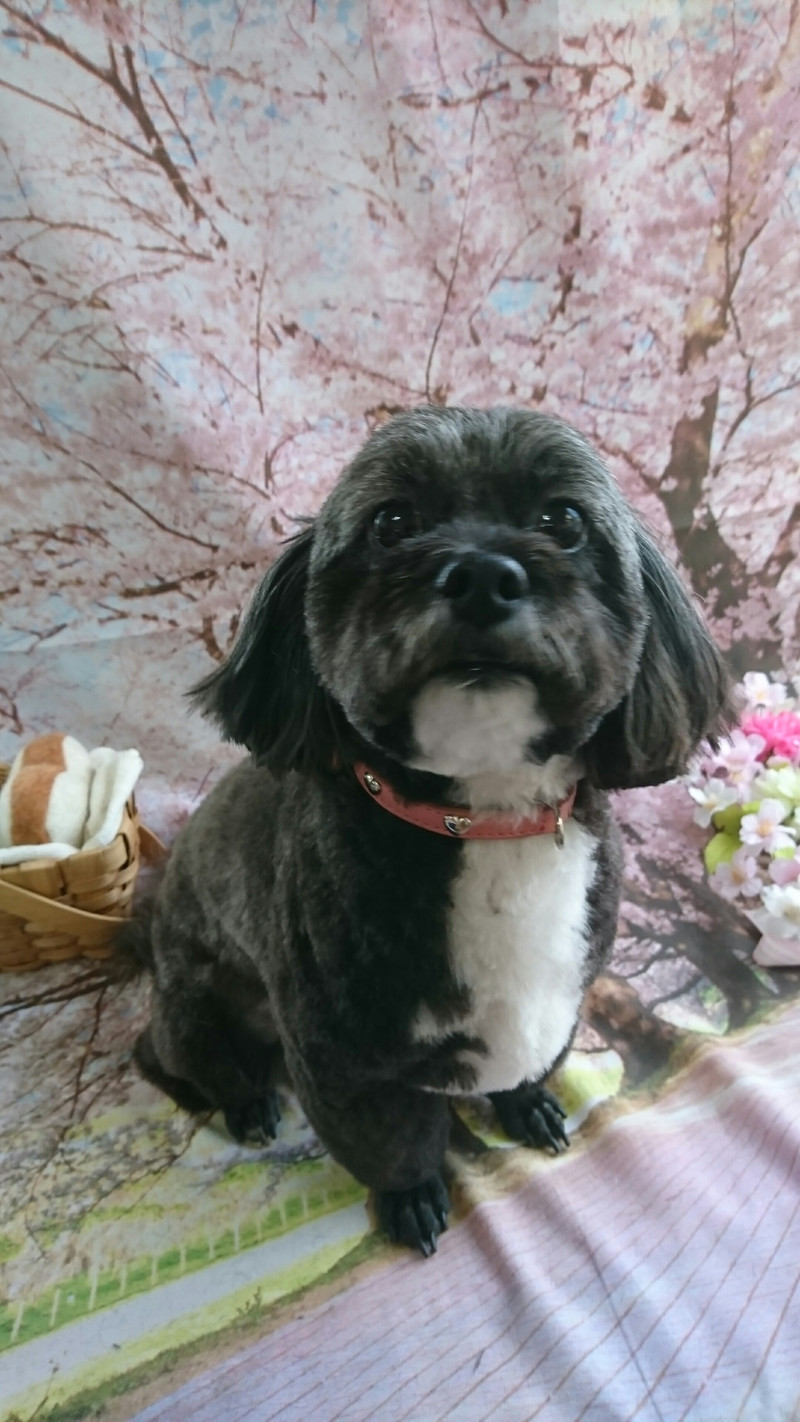 シーズー×プードルの茶佑ちゃん トリミングコース