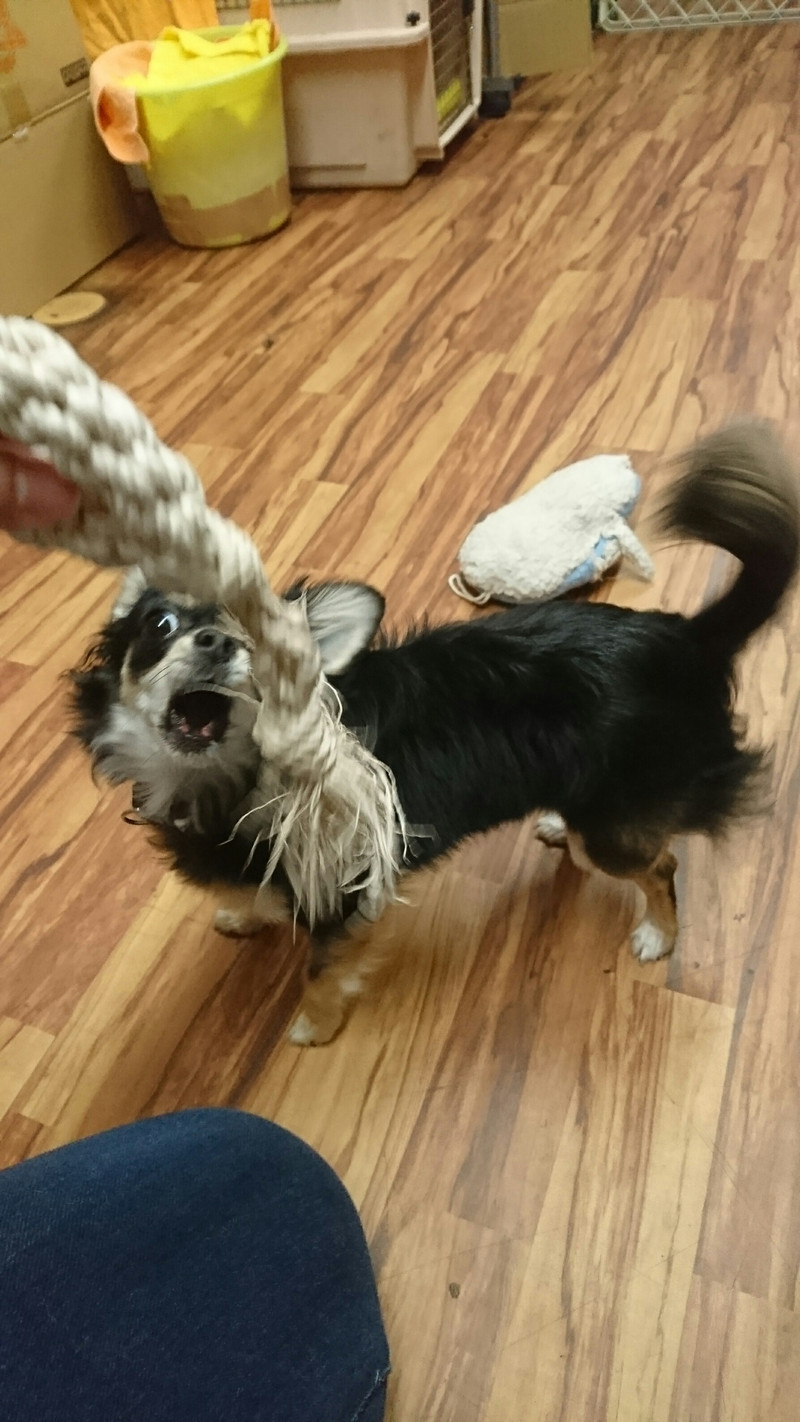 チワワのココアちゃん お泊まりの様子