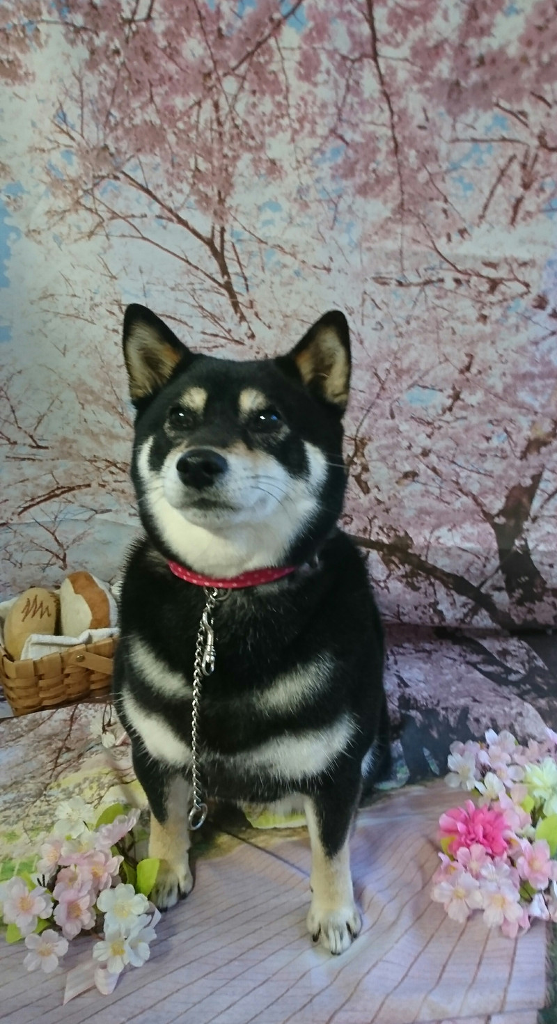 柴のさくらちゃん シャンプーコース