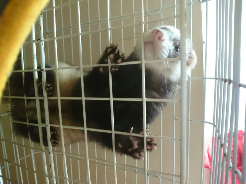 フェレットのれんちゃん お泊まりの様子