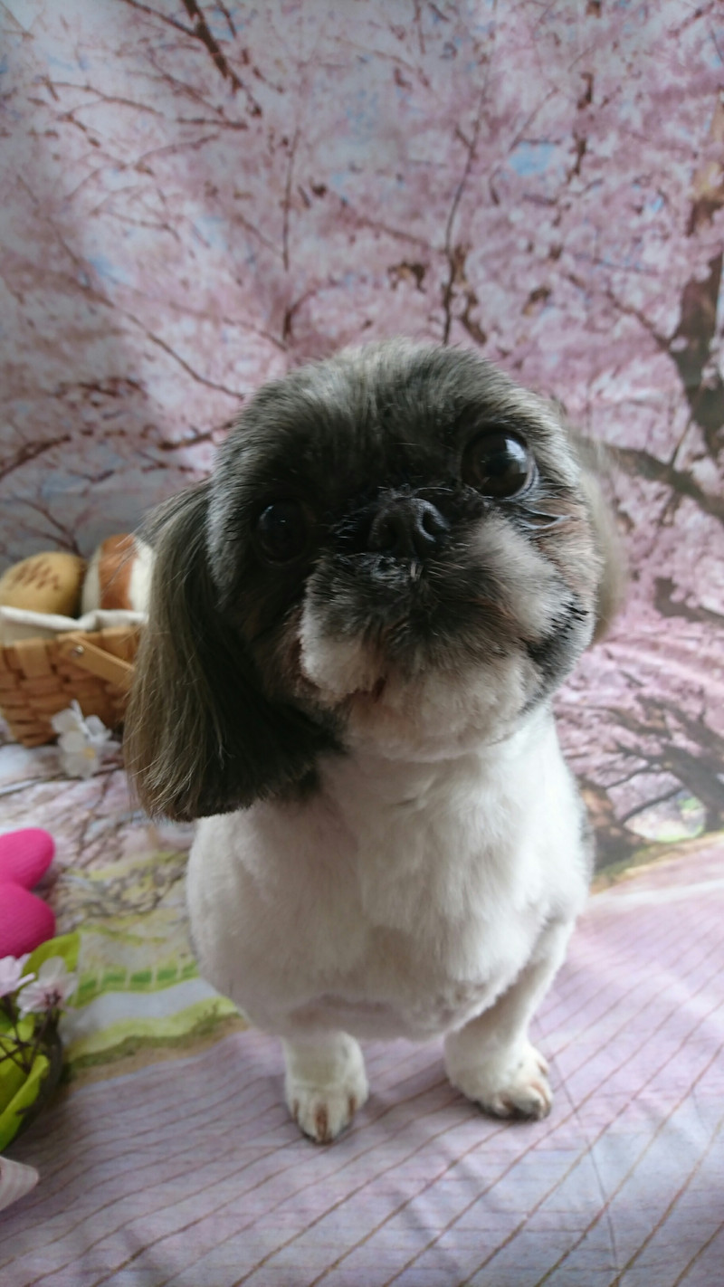 シーズーのナナちゃん トリミングコース