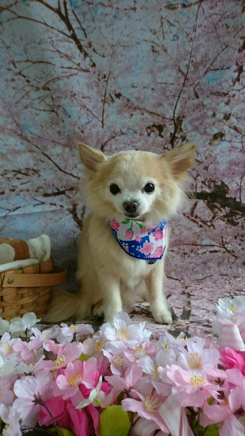 チワワのロロちゃん&龍吉ちゃん グルーミングコース ハーブパック