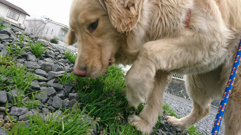 ゴールデンのアビーちゃん お泊まりの様子